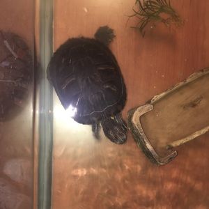 Meet your Posher, Daisy